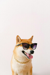 戴墨镜的俏皮柴犬