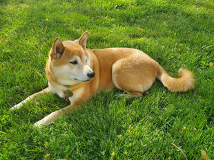 草地上休憩的可爱柴犬