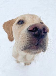 雪地中的可爱拉布拉多犬