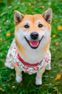 穿花衣的开心柴犬