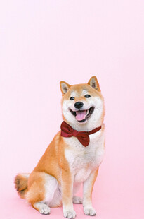 戴领结的可爱柴犬
