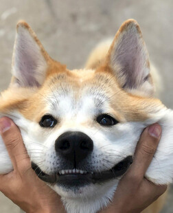 双手捏脸的可爱柴犬
