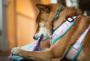 萌犬咬嚼彩色宠物玩具