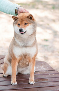 抚摸下微笑的柴犬