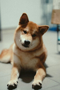 趴着的柴犬