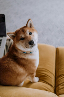 可爱柴犬惬意坐沙发