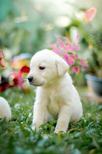 草地上的可爱拉布拉多幼犬