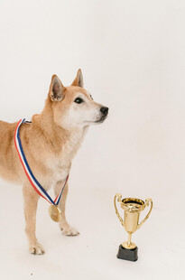 获奖柴犬与奖杯