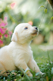 可爱幼犬嗅闻花草