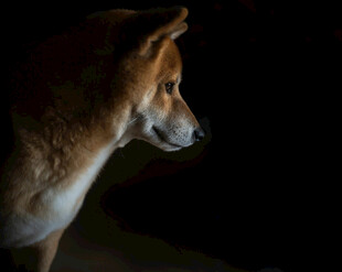 黑暗中警觉的棕色犬