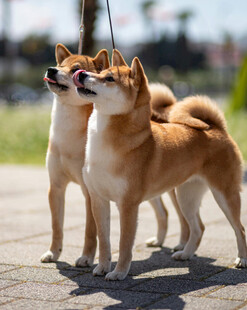 两只可爱柴犬户外站立