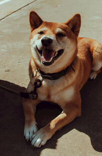 微笑的柴犬惬意趴地