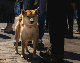 可爱柴犬站在人群旁