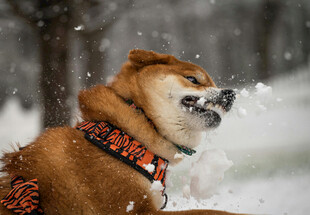 雪中嬉戏的柴犬