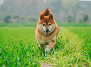 草地上奔跑的可爱柴犬