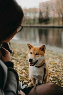 人与柴犬惬意相处瞬间