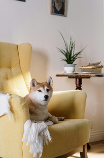 柴犬惬意躺沙发