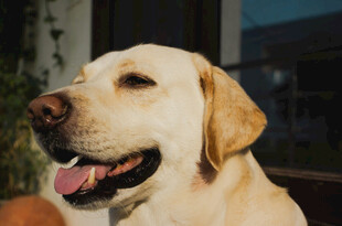 可爱拉布拉多犬户外特写