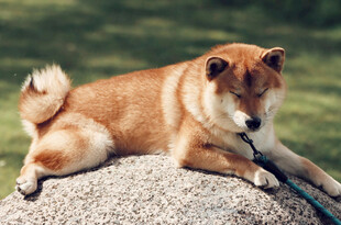 趴在石头上的可爱柴犬