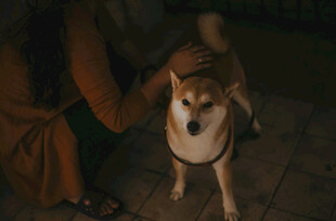 人与柴犬温馨互动瞬间