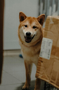 柴犬靠纸箱咧嘴笑