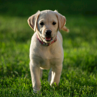 可爱拉布拉多幼犬在草地