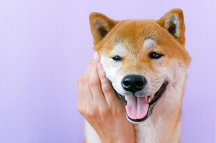 手抚开心柴犬