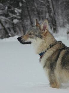 雪地中的帅气牧羊犬