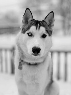 雪地中的帅气哈士奇