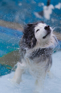 阿拉斯加犬在雪地嬉戏