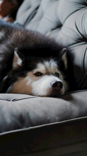 慵懒哈士奇躺沙发