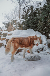 雪地中的棕白相间狗狗