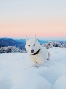 雪地中的萨摩耶犬