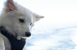 海边的白色萌犬