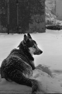 雪地中休憩的孤独狼犬