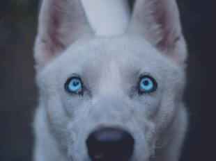 蓝眼白犬特写