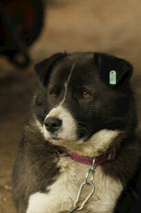 黑白相间带耳标的宠物犬