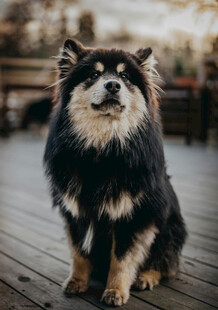 可爱长毛犬坐于木质平台