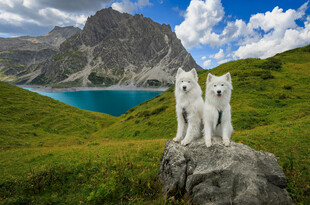 高山湖畔的三只白犬