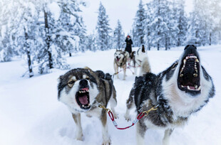 雪地中奔跑的几只猎犬