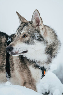 雪地中的帅气狼犬