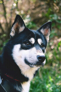 黑白萌犬户外惬意模样
