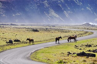 草原公路旁的马群风景
