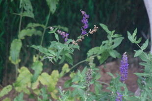 蓝花鼠尾草