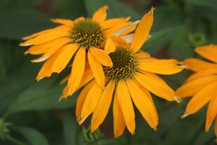 松果菊