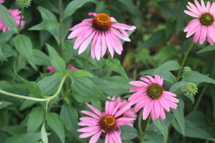 松果菊