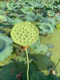 莲蓬