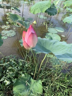 红粉色荷花