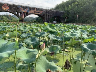 荷塘与石桥