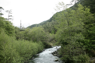 山间溪流穿林而过